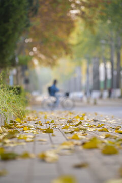 秋天路边黄叶和骑车人