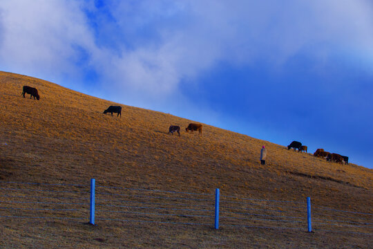 冬季牧场牛群