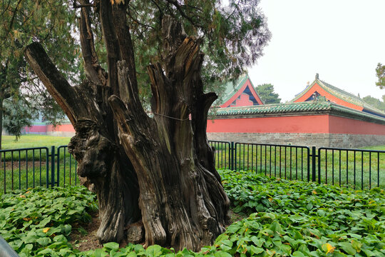 北京天坛公园名树莲花柏