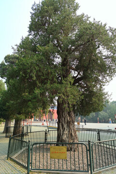 北京天坛公园名树九龙柏