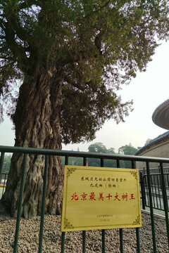 北京天坛公园名树九龙柏