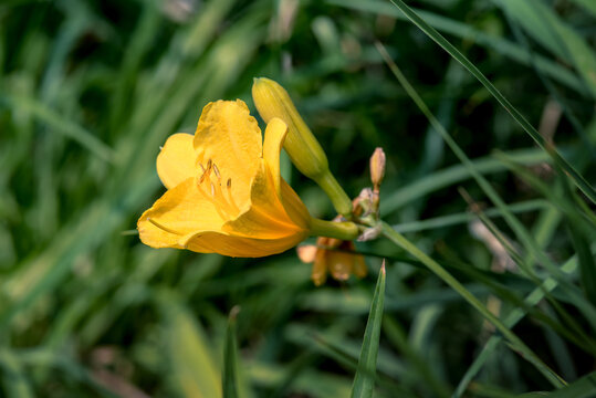 小黄花菜开花