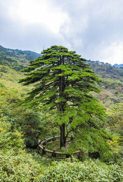 安徽黄山自然风景区的松树