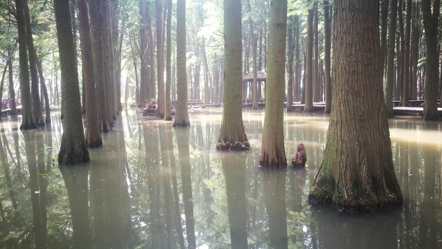 水上森林树根