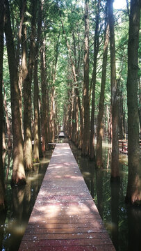 森林廊道