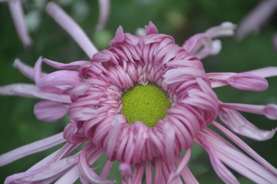 绿色菊花花苞