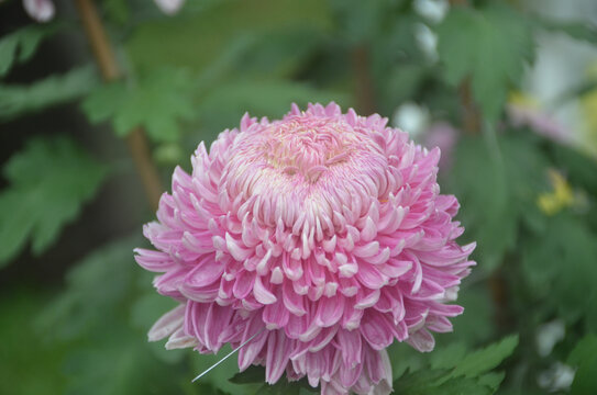 粉色菊花球