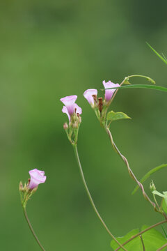 牵牛花