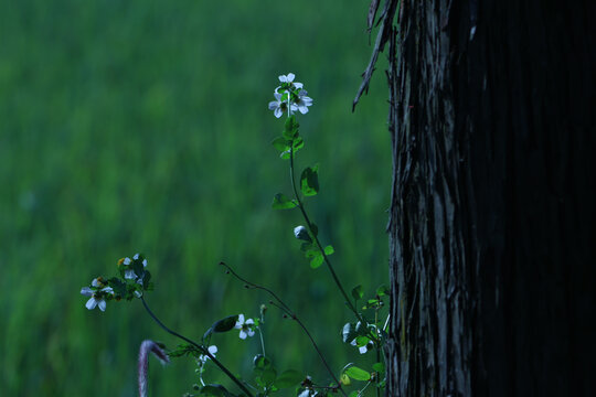 小野花