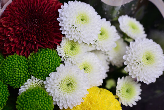 菊花