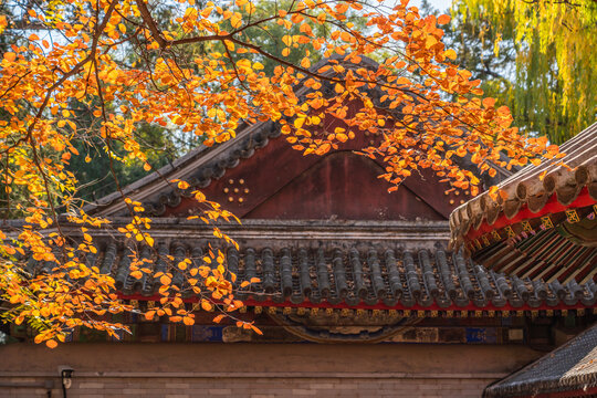 北京颐和园的秋色