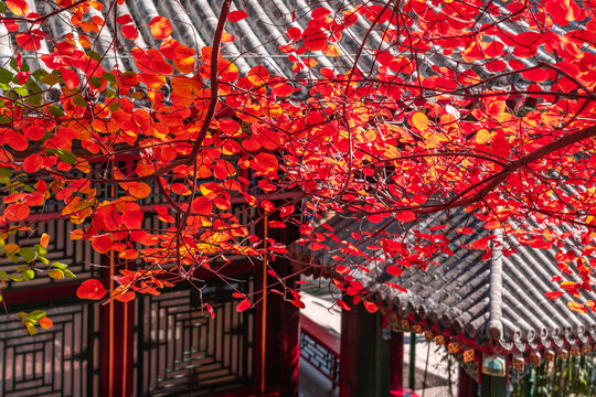 北京颐和园的秋色
