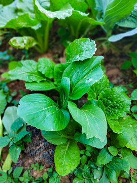 菜地里的白菜