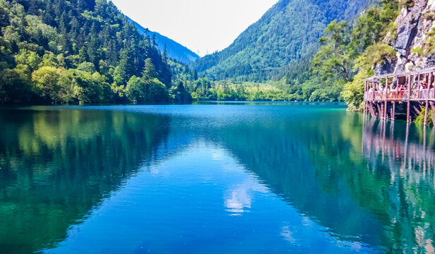 四川九寨沟箭竹海