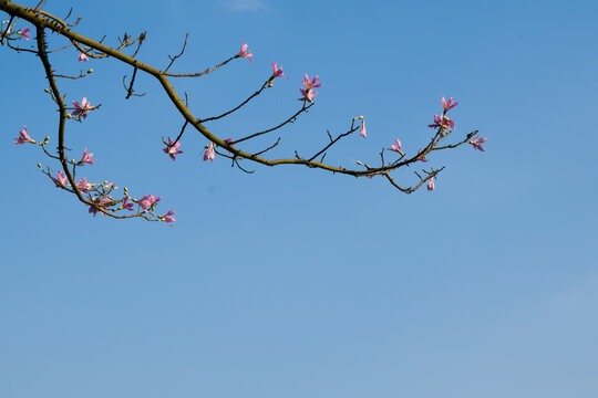 仰拍视角蓝天下异木棉花枝