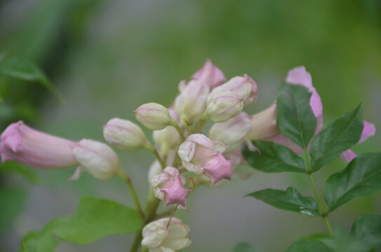 非洲凌霄花花苞