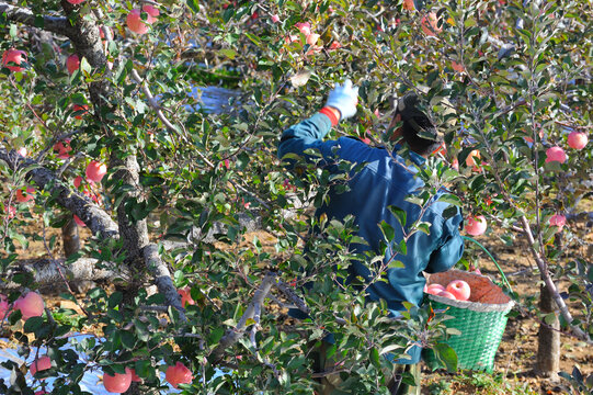 摘苹果的农民