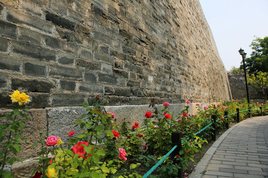 北京明城墙遗址和月季鲜花