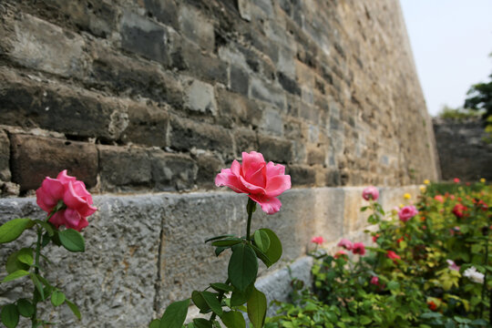 北京明城墙遗址和月季鲜花