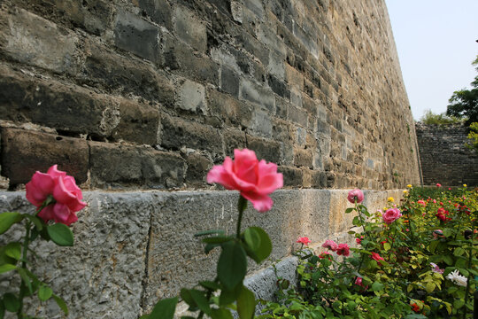 北京明城墙遗址鲜花和古墙