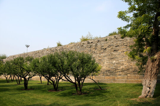 北京明城墙遗址公园的绿树古墙