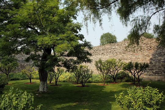 北京明城墙遗址公园的绿树