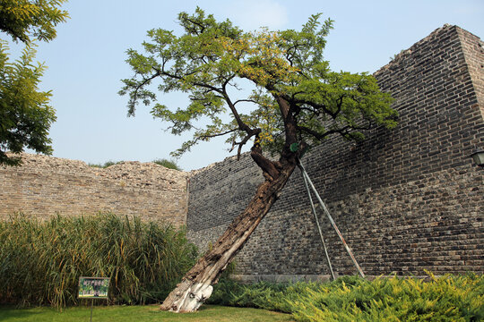 北京明城墙遗址之古墙老树