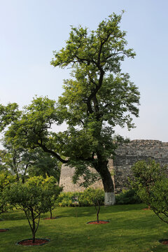 北京明城墙遗址公园的古树