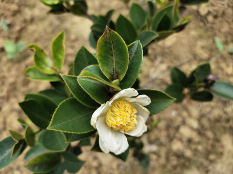 茶花特写