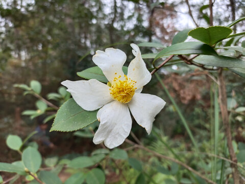 茶花