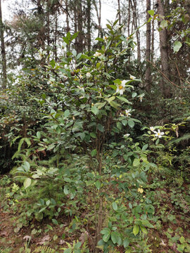 山茶花与茶树