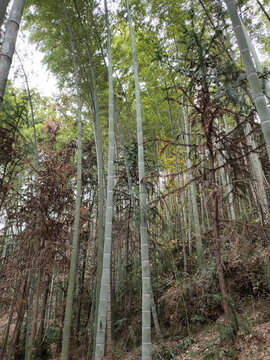 高高的竹子