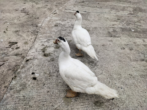 两只大白鸭