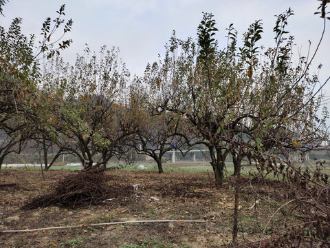 李子树