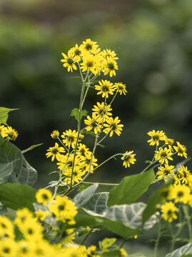 野菊花