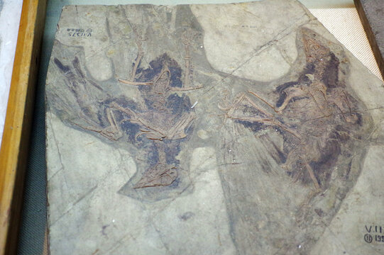 孔子鸟骨骼化石标本