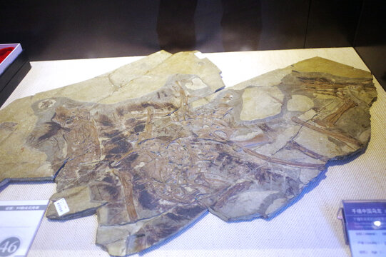 千禧中国鸟龙骨骼化石标本