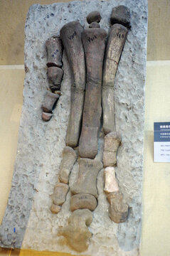 棘鼻青岛龙前足骨骼化石