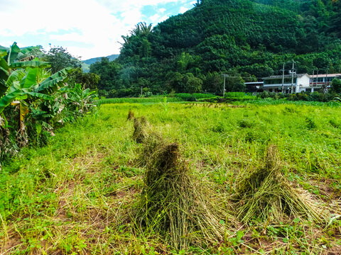 荞麦地