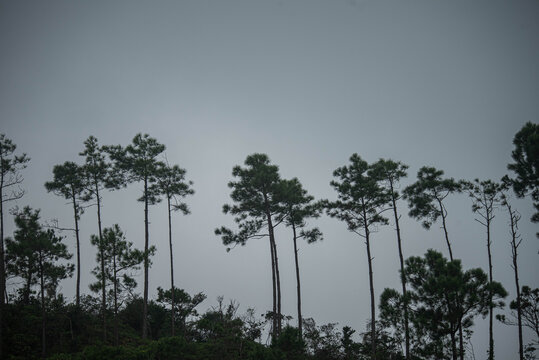 松树