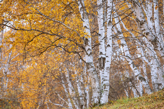 秋天的白桦树林