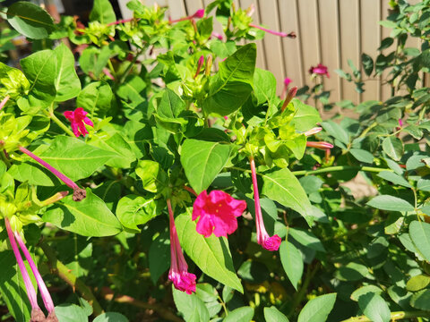 洗澡花光影花卉