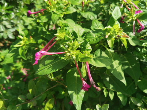 簕杜鹃紫茉莉