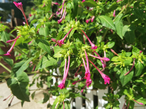 三角梅地雷花