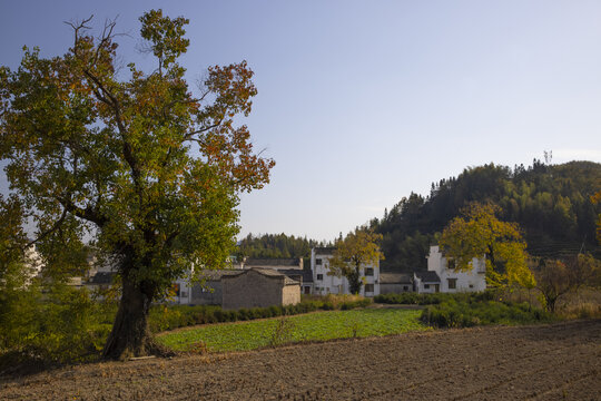 安徽黟县卢村