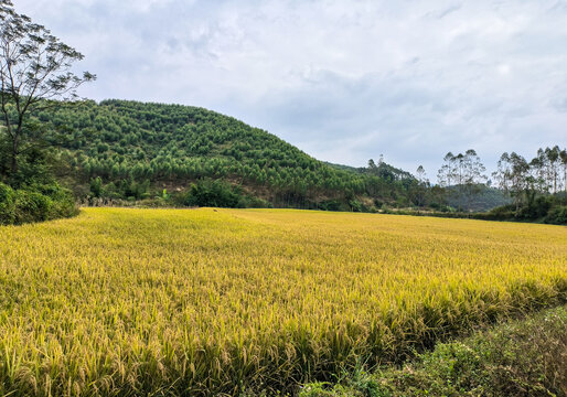 稻田风光