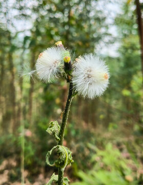 野茼蒿