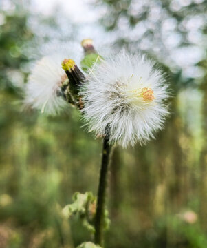 野茼蒿开花