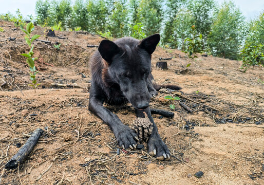 中华田园犬