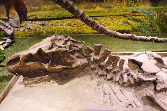 中国武氏鳄头骨化石